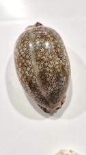 Ciprea rglantina bargain - ciprea,