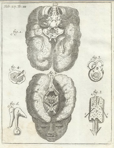 MEDICINA_ANATOMIA_NEUROLOGIA_T