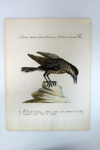 Saverio manetti ghiandaia - manetti,
