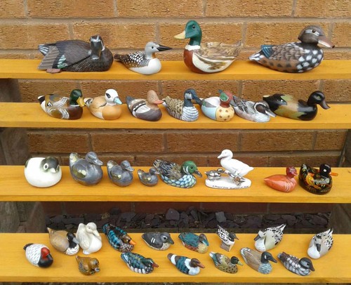 Selection duck sea - selection, bird