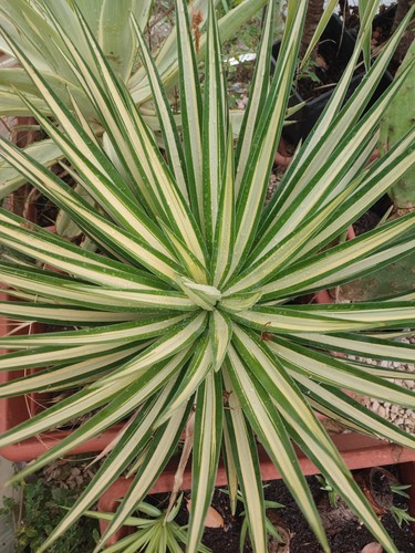 Yucca aloifolia mediopicta