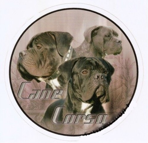 Adesivo design cane - design, corso