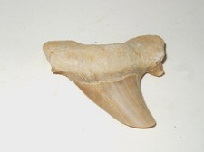 Fossili dente di squalo - fossili,