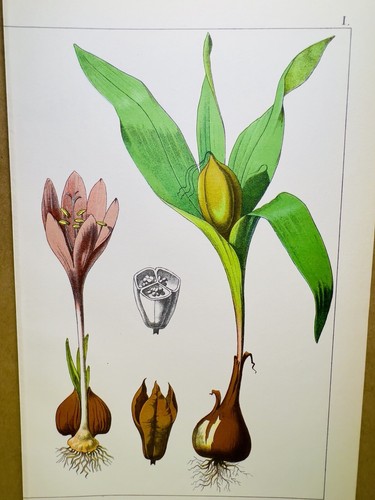 Antico poster fiore - poster,