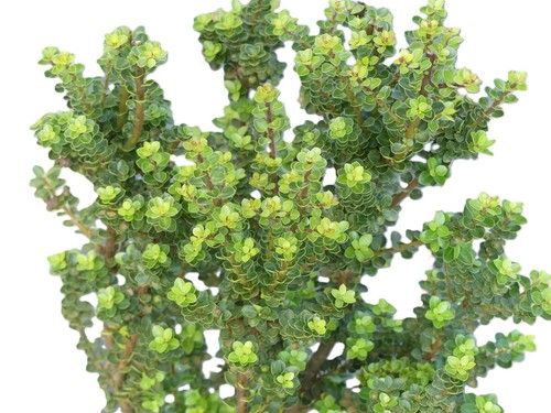 Bonsai agrifoglio nano - nano,