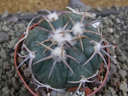 5k54 echinocactus - 5k54,