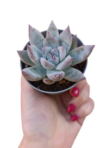 Echeveria colorata tapalpa - colorata,