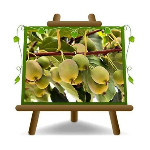Actinidia kiwi arguta issai - arguta,