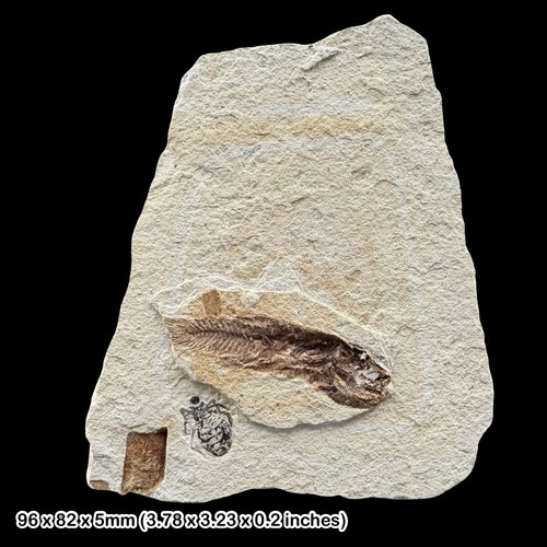 Rare monte bolca fossil fish - bolca,