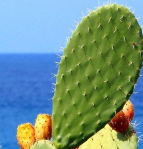 Pianta pala fico - pianta,