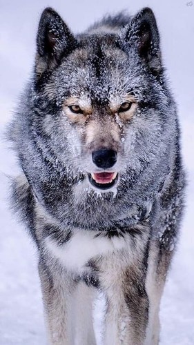 Lupo cecoslovacco wolf - cecoslovacco,