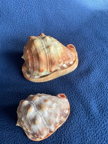 Conchiglie cassis rufa - cassis,