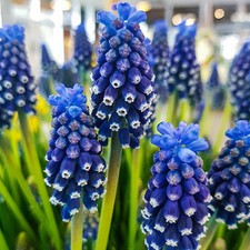Muscari bulbi di fiori cipolle