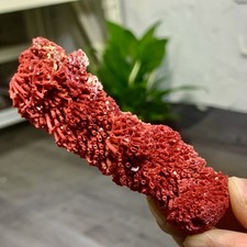 Grappolo di barriera corallina