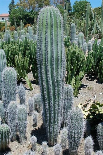 Semi cactus pachycereus - semi,