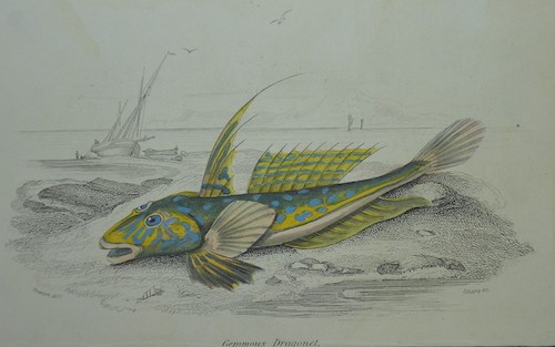 Gemmous dragonet piastra - gemmous, 20