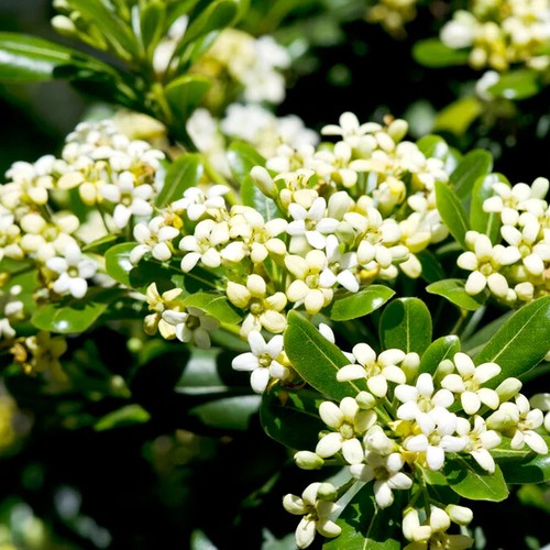 Pitosforo pittosporum tobira - "pittosporum, tobira"