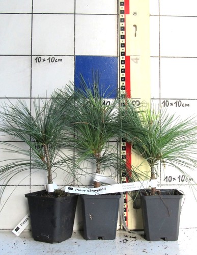 Pinus schwerinii pino - pinus, schwerinii,