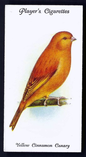 Player aviary and cage birds - player,