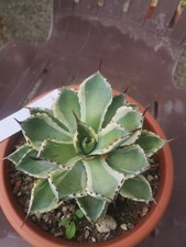 Agave Potatorum Kissho Kan