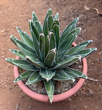 AGAVE VICTORIAE REGINAE -