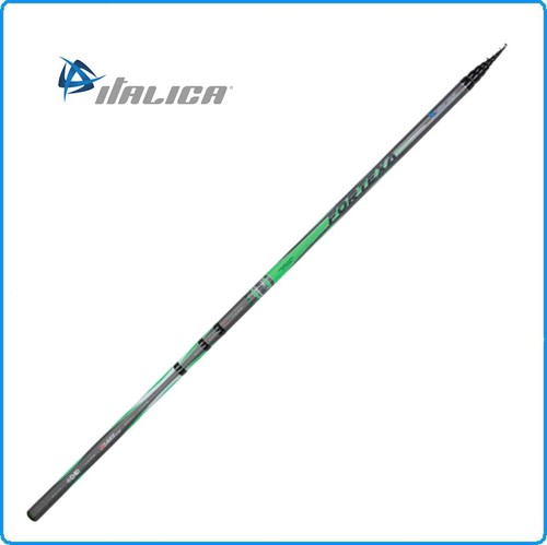 Canna italica bolognese - canna,