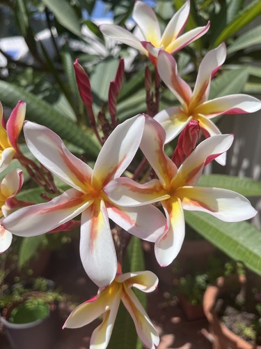 Frangipane plumeria pianta - frangipane,