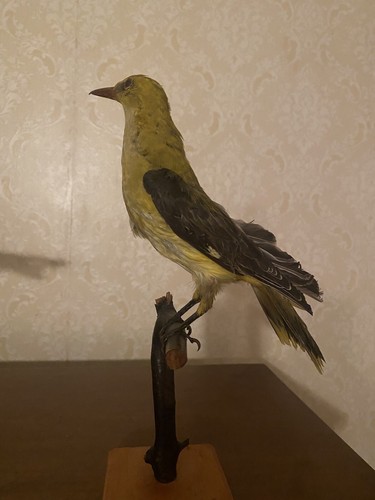 Rigogolo - (oriolus, oriolus)