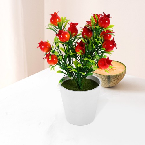 Bonsai melograno - ,