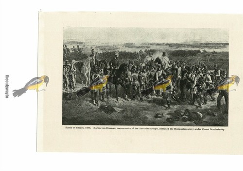 Battaglia szorek austriaci - di, szorek,
