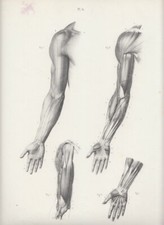Tavola anatomica Corpo umano  muscoli scheletro mano 1865 litografia