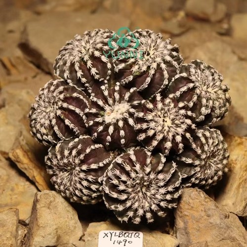 Discocactus horstii wysiwyg - discocactus,