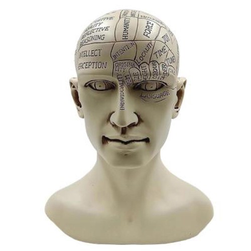 Busto testa umana frenologia - ,