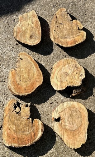 Fette tronco legno di - di,
