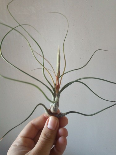 Tillandsia butzii plantas