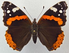 Nymphalidae Vanessa atalanta