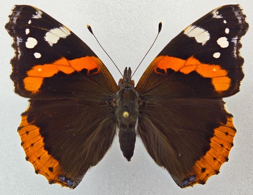 Nymphalidae vanessa atalanta - vanessa,