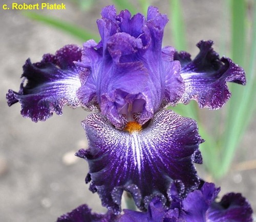 Iris wladca gwiazd - tb,,