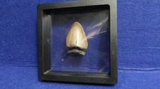 DENTE DI MEGALODONTE  -