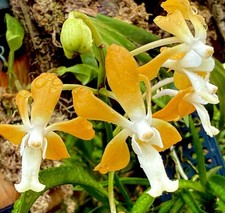 Neofinetia ibrido Orange Sun NEW profumo rilegato XL orchidea orchidee Vanda