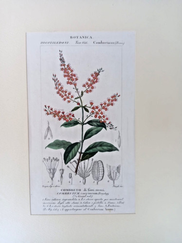 Stampa antica botanica - stampa,