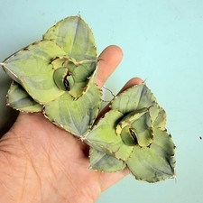 Vendita 2 pezzi raro cactus