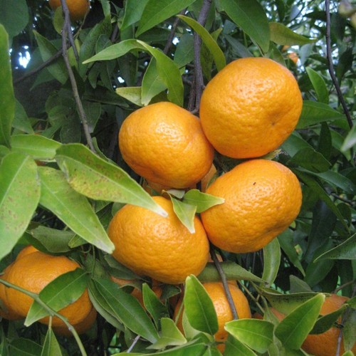 Pianta mandarino avana - di,