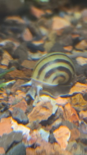 Asolene spixi gasteropodi - gasteropodi,
