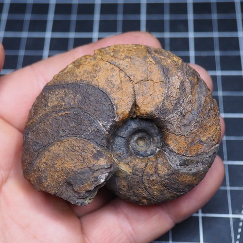 Goniatite ematite mm - goniatite, 74