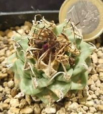 TURBINICARPUS ALONSOI from