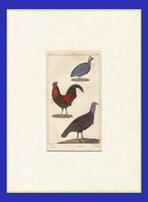 UCCELLI, INCISIONE COLORATA A