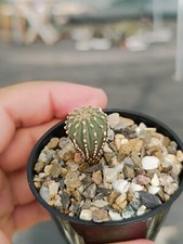 Geohintonia Mexicana succulente cactus piante grasse caudex