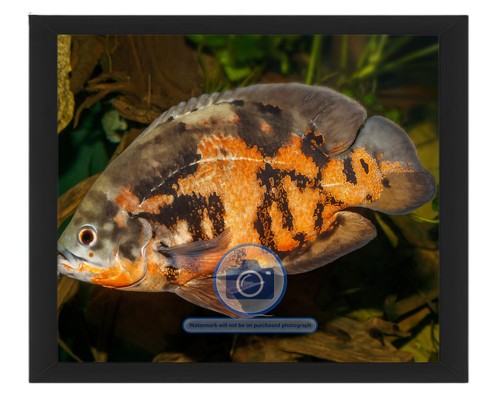 Oscar fish karlsruhe zoo - oscar,