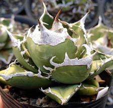 Agave Titanota "Sonth Africa